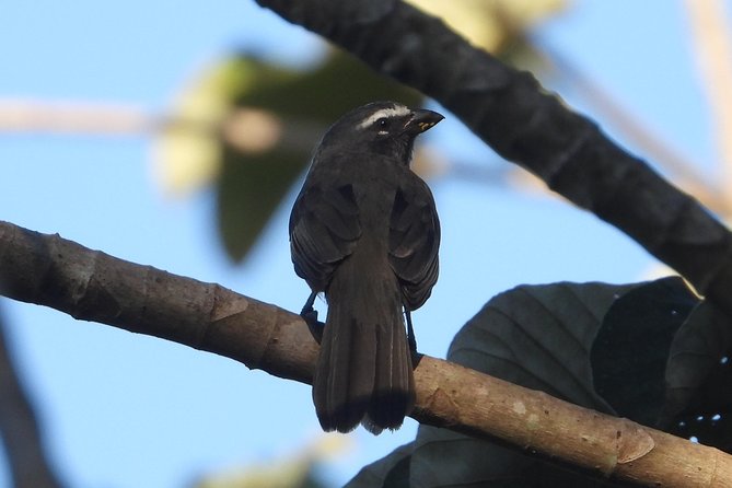 Birds of the Mayan World 3 - Lunch, coffee, and the value of a half-day