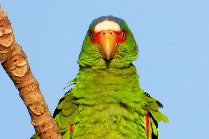 Birds of the Mayan World 3 - Should you book this birding experience?