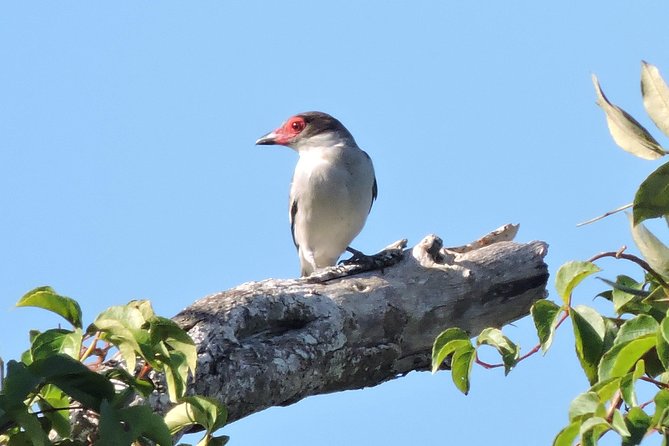 Birdwatching Cancun - The birds you might add to your list