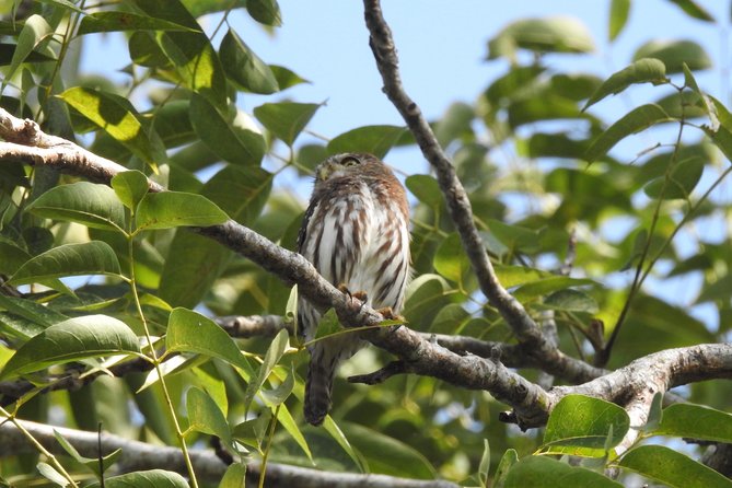 Birdwatching Cancun - Carlos and Lugo bring different strengths