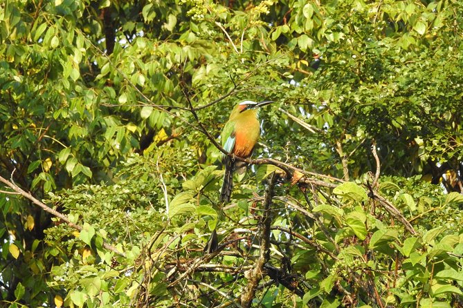 Birdwatching Cancun - Who should book this morning