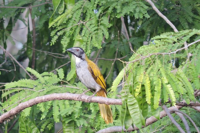 Birdwatching Cancun - What happens near Ruta de los Cenotes