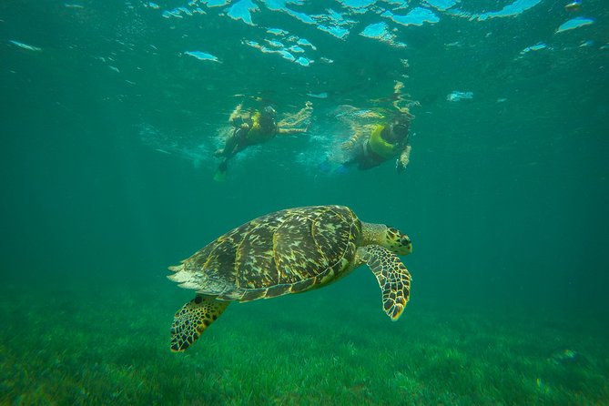 Cancun Adventure: Reef Snorkeling & Parasailing Experience - Who should book this experience?