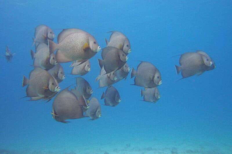 Cancun: Beginner Scuba Diving at Underwater Museum - The meeting point deserves extra attention