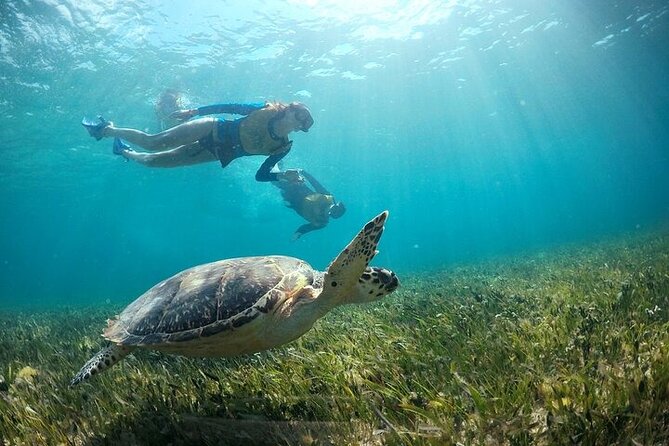 Cancun Combo Adventure: 4 Reef Snorkeling Stops & Parasailing - Who will enjoy this Cancun combo most