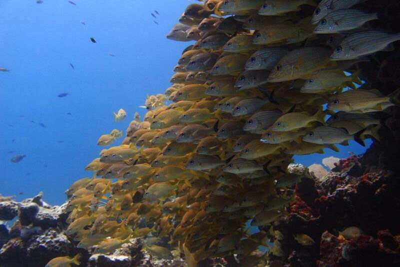 Cancun: Dive Underwater Museum & Manchones Reef - Key points to know before booking