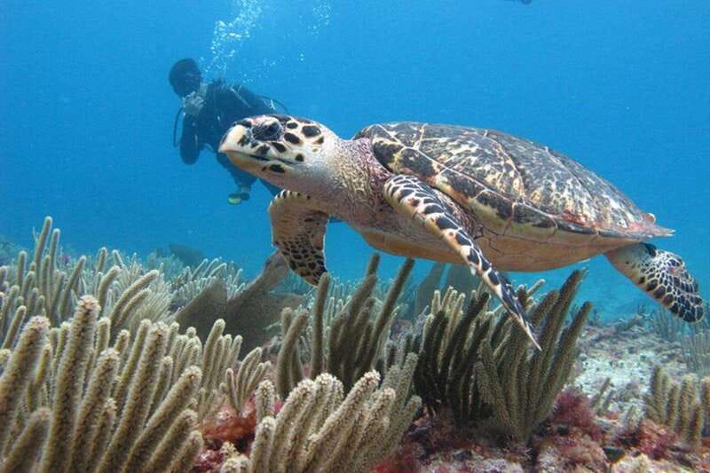 Cancun: Dive Underwater Museum & Manchones Reef - Manchones Reef brings a natural contrast