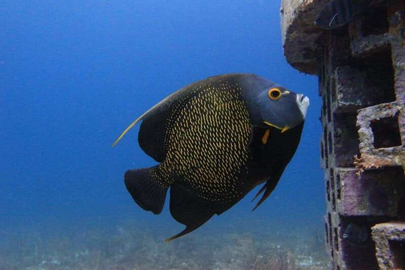 Cancun: Dive Underwater Museum & Manchones Reef - Timing, weather, and comfort tips
