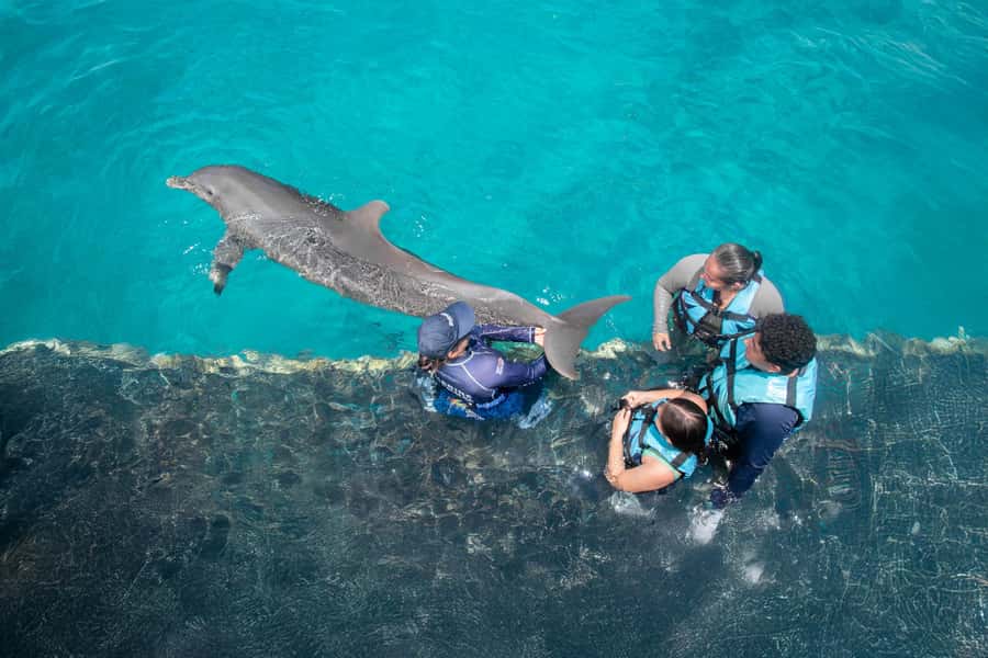 Cancun: Dolphin Swim and Garrafon Reef Park Tour with Buffet - Buffet lunch and the open bar
