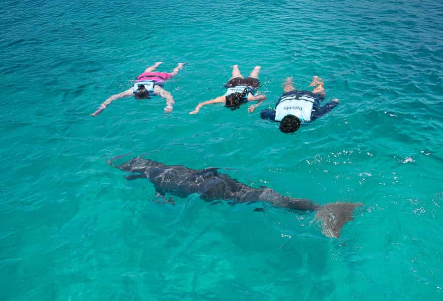 Cancun: Dolphin Swim and Garrafon Reef Park Tour with Buffet - How much value do you get for $159?