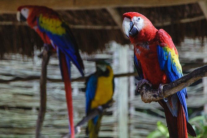 Cancun Extreme Zipline Canopy Tour - Flying above the jungle canopy