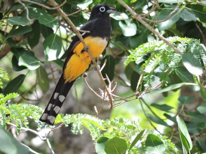 Cancún: Guided Birdwatching Hike - A guide who makes the sightings count