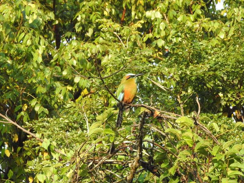Cancún: Guided Birdwatching Hike - Coffee, fruit, and a sensible morning break