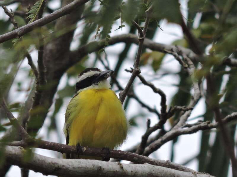 Cancún: Guided Birdwatching Hike - Who will enjoy this walk most