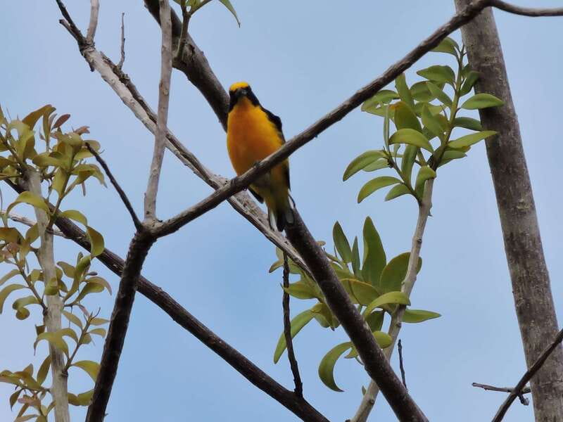 Cancún: Guided Birdwatching Hike - Timing, comfort, and practical planning