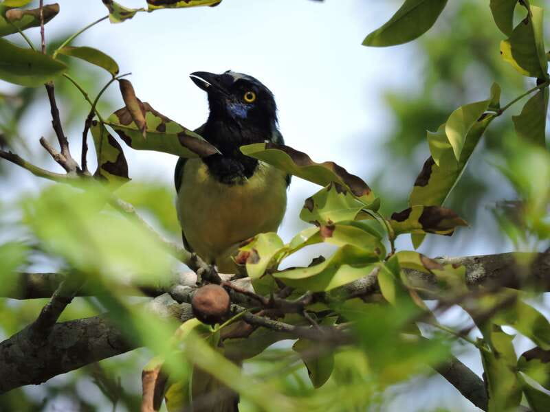 Cancún: Guided Birdwatching Hike - Is this Cancún birdwatching hike worth booking?