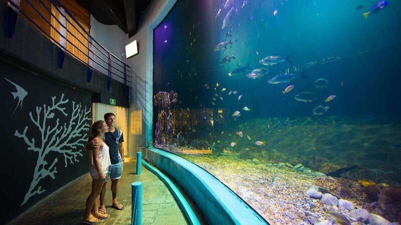 Cancún Interactive Aquarium Admission + Dolphin Presentation - The fish tanks: 1,195 specimens in one walk