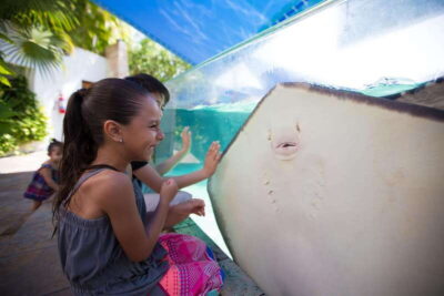 Cancún Interactive Aquarium Admission + Dolphin Presentation