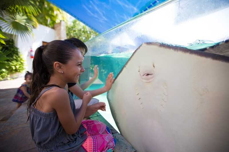 Cancún Interactive Aquarium Admission + Dolphin Presentation - Corals, anemones, and the Axolotl Exhibit