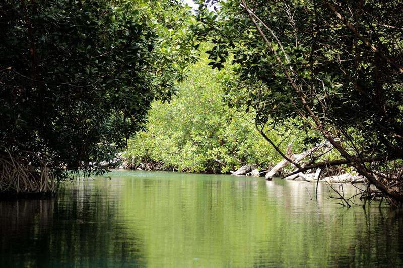 Cancun: Jungle Tour Adventure with Speedboat and Snorkeling - Who should book this Cancun tour?