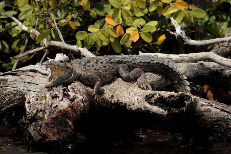 Cancun: Jungle Tour Adventure with Speedboat and Snorkeling - Should you book the Jungle Tour Adventure?