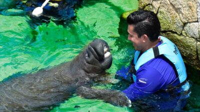 Manatee Encounter on Isla Mujeres with Buffet Lunch