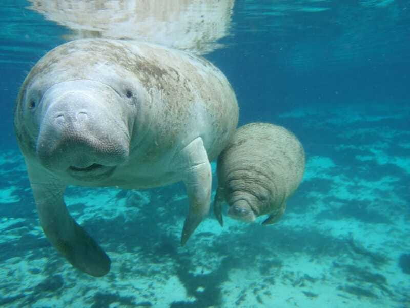 Cancún: Manatee Encounter on Isla Mujeres with Buffet Lunch - Buffet lunch and drinks
