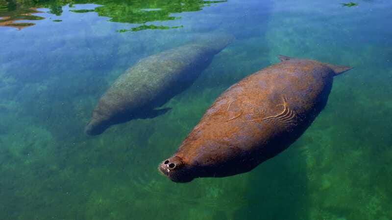 Cancún: Manatee Encounter on Isla Mujeres with Buffet Lunch - The rules that shape the experience