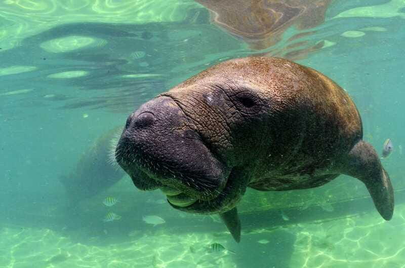 Cancún: Manatee Encounter on Isla Mujeres with Buffet Lunch - Who should book this Isla Mujeres day?