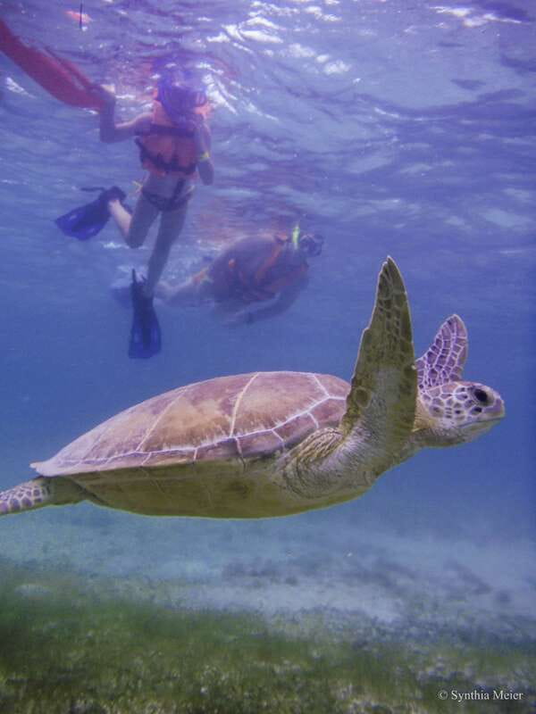 Cancun: Marine Turtle Observation in Akumal - From Cancun to Akumal, a Long Morning on the Road