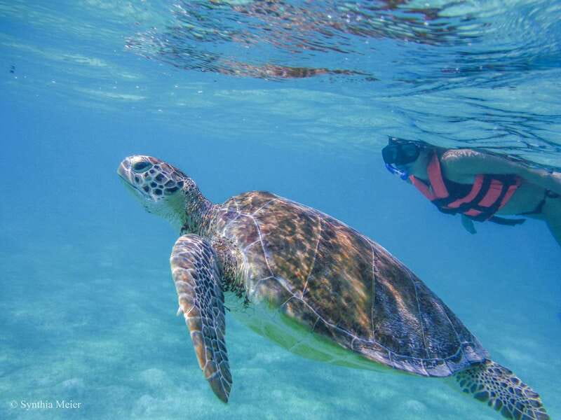 Cancun: Marine Turtle Observation in Akumal - Food, Drinks, and the Missing Lunch Question