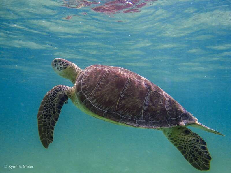 Cancun: Marine Turtle Observation in Akumal - A Closer Look at the Guiding