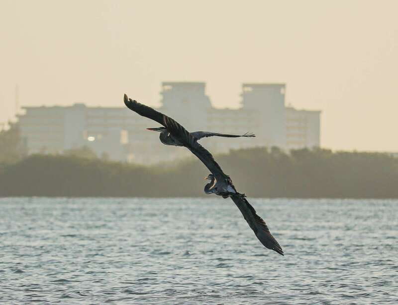Cancun: Morning Kayak Adventure - Should you book the Nichupté Lagoon kayak tour?