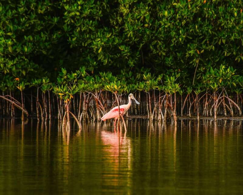 Cancún: Morning or Sunset Kayak Adventure in Nichupte Lagoon - The 15-minute photo stop and free time