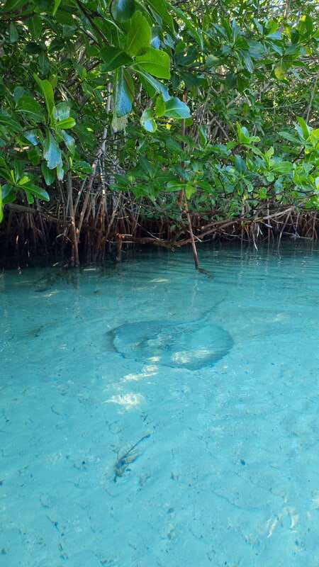 Cancún: Morning or Sunset Kayak Adventure in Nichupte Lagoon - Who will enjoy this most