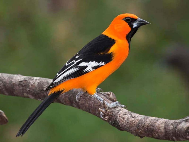 Cancun: Private Birdwatching Tour - Key points to know before you book