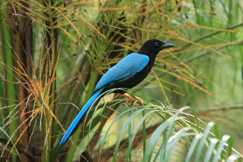 Cancun: Private Birdwatching Tour - Why this is more than a casual bird walk