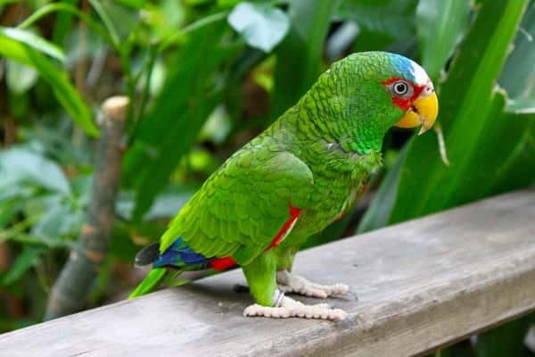 Cancun: Private Birdwatching Tour - Hiking through the Mayan jungle near Ruta de los Cenotes