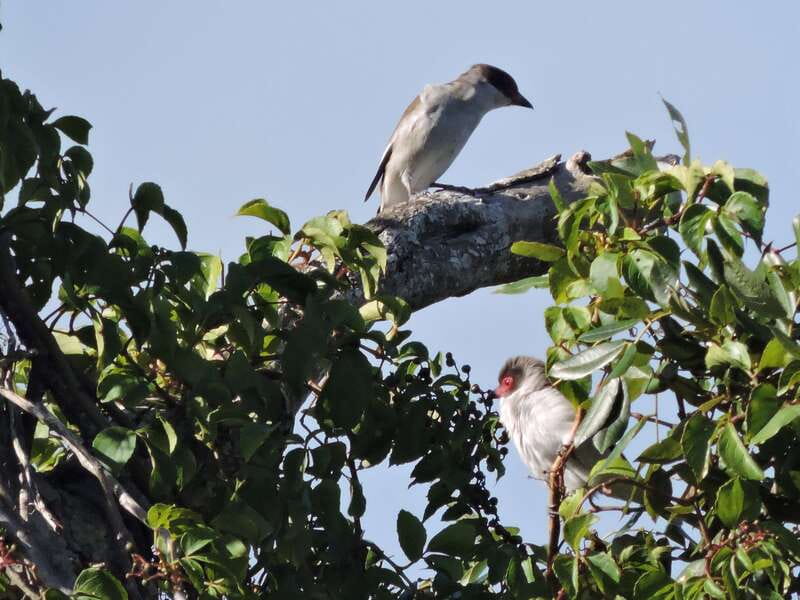 Cancun: Private Birdwatching Tour - The birds you might search for