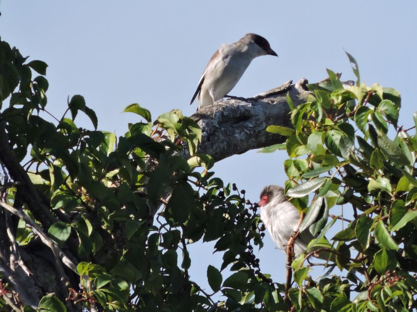 Cancun: Private Birdwatching Tour - The snack break around 9:30 a.m.