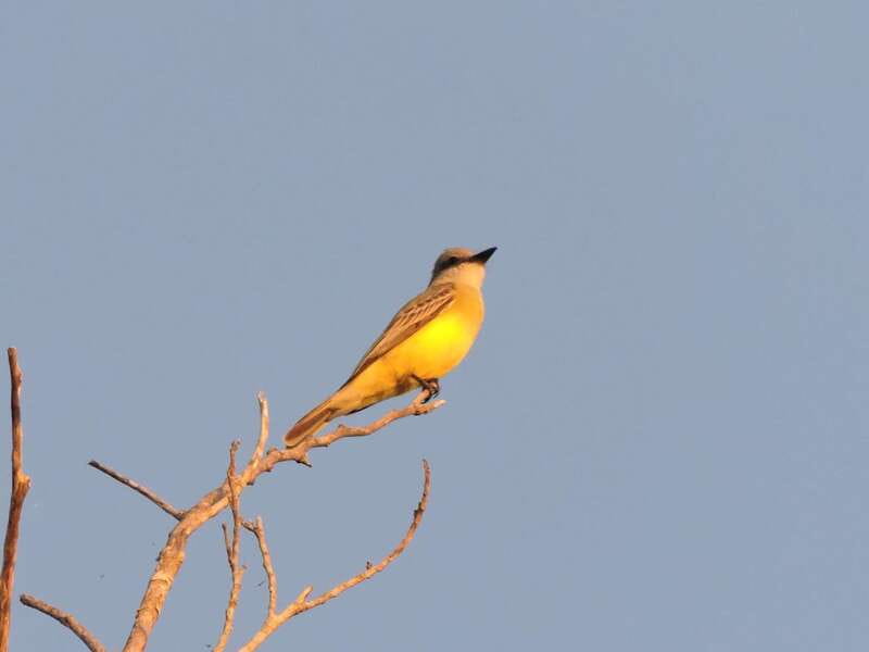 Cancun: Private Birdwatching Tour - Transport, timing, and the $555 price