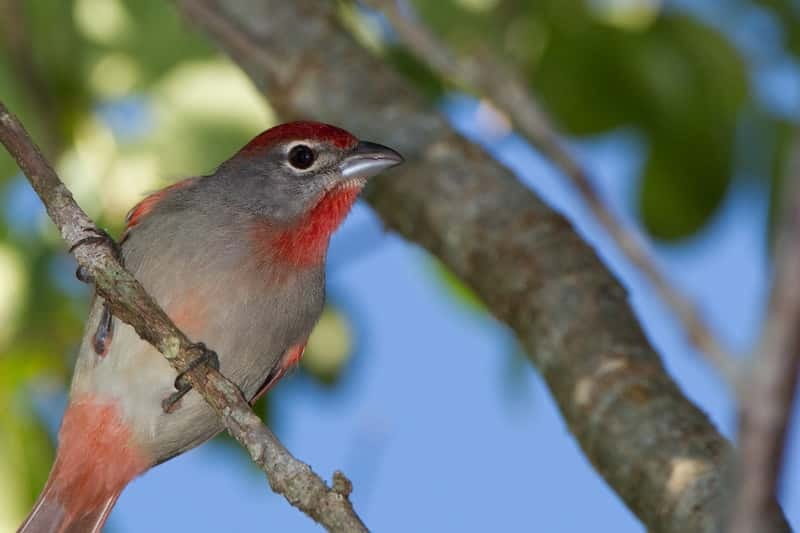 Cancun: Private Birdwatching Tour - The 5 a.m. pickup and why the early hour matters