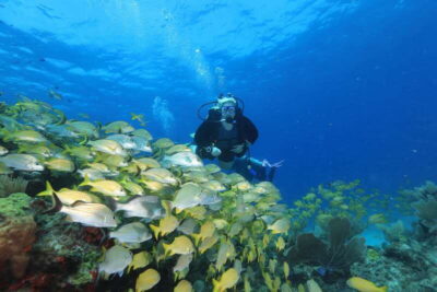 Scuba Diving for Beginners, 2 Dives