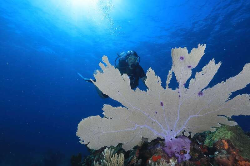 Cancun: Scuba Diving for Beginners, 2 Dives - The 9:30 AM boat ride to MUSA