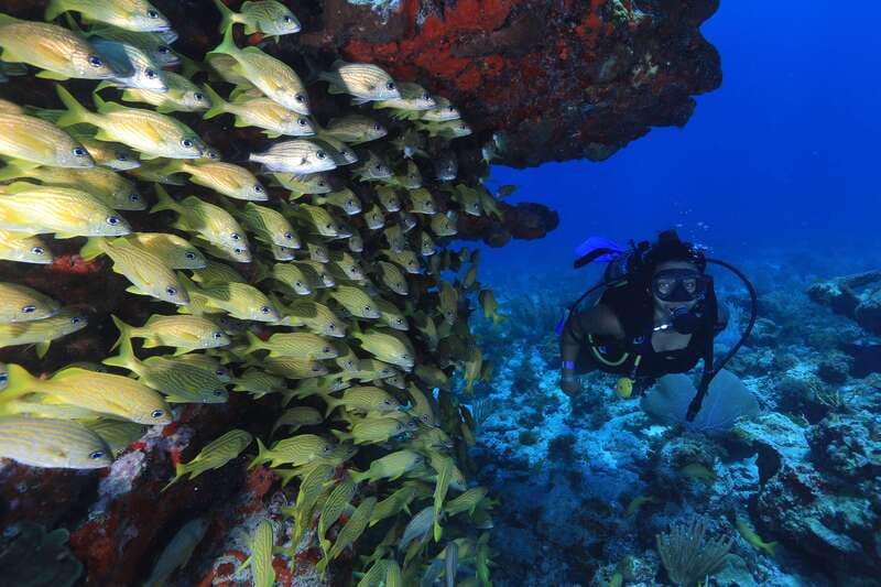 Cancun: Scuba Diving for Beginners, 2 Dives - Equipment, guides, and group size