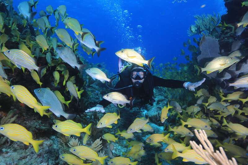 Cancun: Scuba Diving for Certified Divers, 3 options to dive - Punta Cancun’s outer reefs at 15 to 17 meters