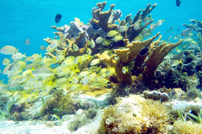 Cancun Snorkeling Adventure: Underwater Museum, Reef & Shipwreck - Who Will Enjoy This Cancun Snorkel Trip