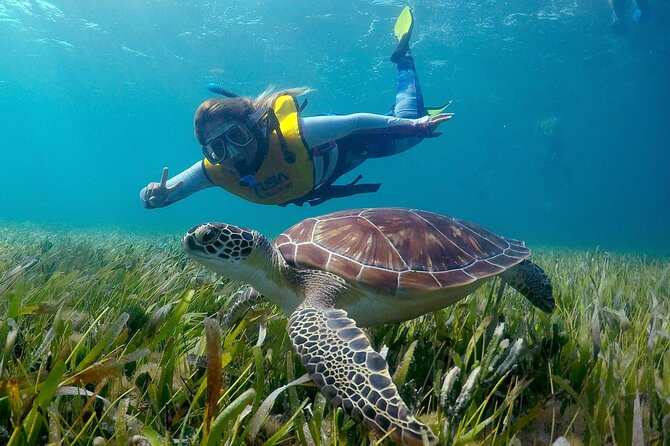 Cancun Snorkeling Adventure: Underwater Museum, Reef & Shipwreck - El Meco Reef and the Turtle Search