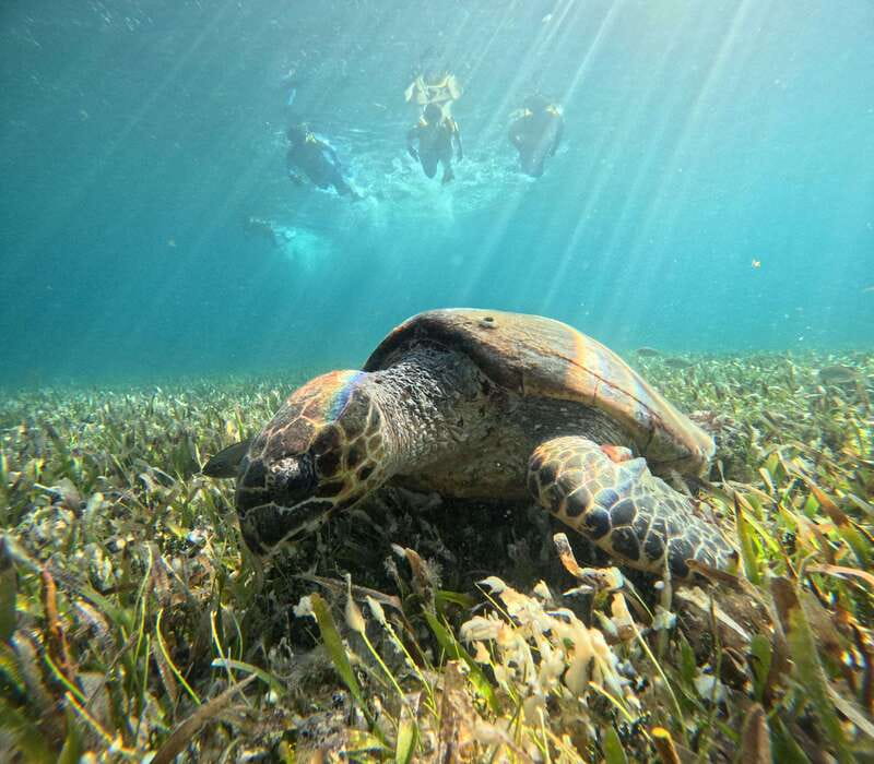 Cancun: Snorkeling Boat Tour with Gear - El Meco reef: shallow water and colorful fish