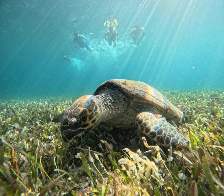 Cancun: Snorkeling Boat Tour with Gear - What the $99 price really covers